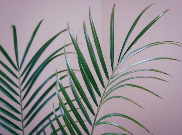 Bamboo Palm (Chamaedorea seifrizii)