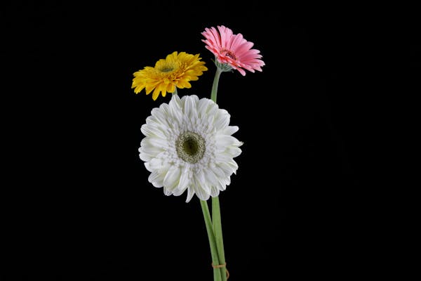 Gerbera Daisies (Gerbera jamesonii)