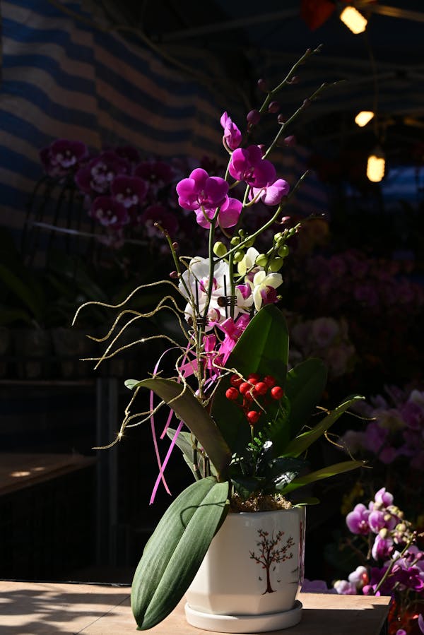 Orchids (Orchidaceae)