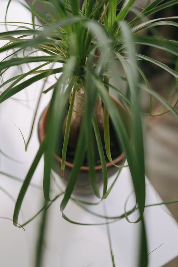 Ponytail Palm (Beaucarnea recurvata)